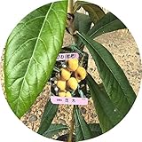 ビワ 苗木 茂木びわ 12cmポット苗 もぎびわ びわ 苗 枇杷