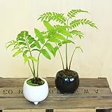観葉植物　シダ植物：リュウビンタイ*こけ付き　モダン鉢 (ホワイト)