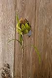 Artichokeスプレー32インチ 3384909748