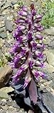 Lachenalia violacea - Hyacinth - 10 seeds