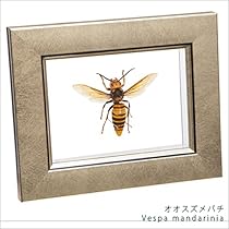 原画　オオスズメバチ　A3サイズ 51KrJWTLRxL._AC_UL210_SR210,