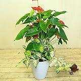 寄せ植え　鉢花　観葉植物：アンスリュウム　寄せ植え*ゴットセファイアナ　陶器鉢 (レッド)