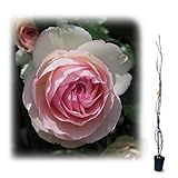 【ノーブランド品】つるバラ：ピエール・ド・ロンサール 大苗長尺6号ポット[樹高約1.2m][返り咲き・殿堂入りのバラ]