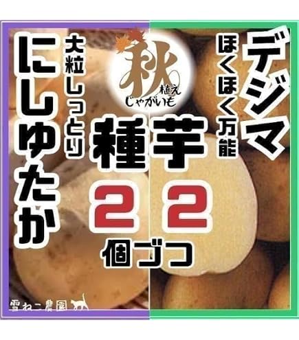 Amazon.co.jp: 国華園 種芋 秋植えじゃがいも 普賢丸 500g / 別格の