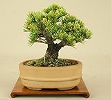 いよじ園 五葉松 -明星- 小品盆栽 （盆栽 松） 【母の日ギフト】