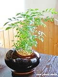 Fraxinus griffithii / Egg Pot  Brown / バットの木☆シマトネリコ / エッグポット・ブラウン / インテリア観葉植物 / 鉢植え