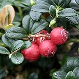 【山野草】大実コケモモ