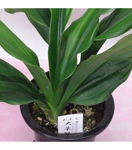 Amazon.co.jp: 万年青 おもと 獅子 縞斑 5号陶器鉢つき 子株7株つき