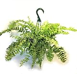 ネフロレピス　フィッシュテール　ファーン　タマシダ　ビセラータ　フルカンス　多年性　観葉植物　吊鉢