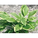 ギボウシ(擬宝珠)ホスタ・アンティオーク(大株) 外斑入り 植木 多年草