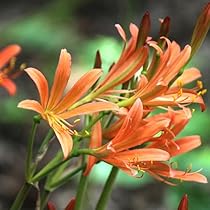 2個 キツネノカミソリ 球根 2個 オレンジ色の花 可愛らしい 小さめの花 Amazon.co.jp: 【紫桜館山の花屋】キツネノカミソリ 素掘り苗20