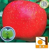 リンゴ：高徳（こうとく）4～5号ポット[蜜入りアップル（ハニーアップル）][苗木] ノーブランド品