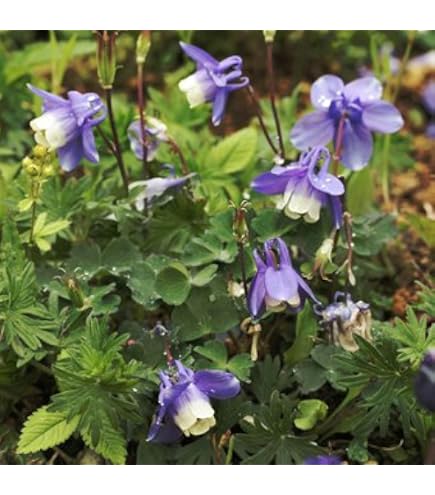 Amazon｜大岩チドリ 5本セット 特大 消毒済み 山野草苗｜観葉植物