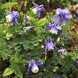 ミヤマオダマキ