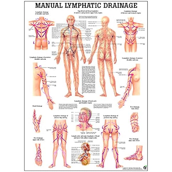 Amazon | Dr. Vodder's Manual Lymph Drainage: A Practical Guide