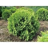 ニオイヒバ・グリーングローブ 球形 列植 コニファー 植木 苗木