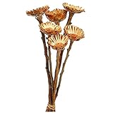 大地農園 ドライフラワー  コンパクタ (6本入り) ナチュラル DO040240-000