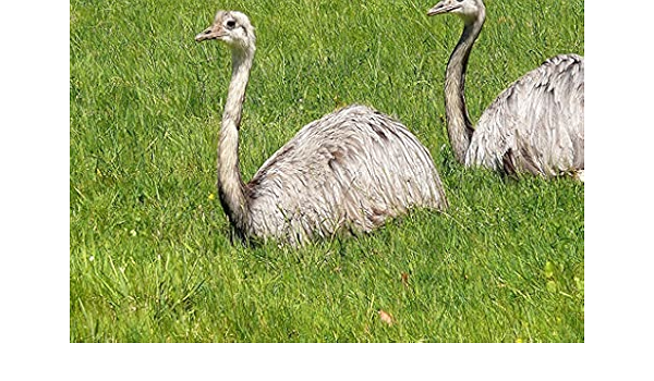 Amazon Co Jp A3 ポスター ダチョウカップルくちばしフィールド草 壁紙ウォールステッカーポスター A3 4x297mm Generic
