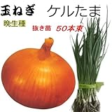 たまねぎ 苗 ケルたま 晩生種 タマネギ 抜き苗 ５０本束