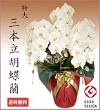 生花 胡蝶蘭 白 3本立27-30輪 高さ約 85cm
