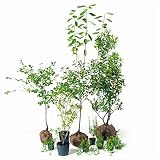 オンリーワン　食で選ぶ　植栽セット　ハーベスト　ジューンベリー　5感で選べるセット　KJ6-SET04