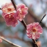 花梅の苗木　八重寒紅梅