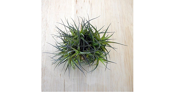 Amazon Co Jp チランジア アエラントス ミニアータ エアプランツ ホーム キッチン