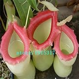 ウツボカズラの植物の種子、種子のウツボカズラ肉食植物の種子、100個/袋