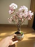 春にかわいいピンクの　サクラが楽しめる　桜盆栽です