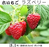 木いちご苗木 ラズベリー（直径10.5cmポット）2株セット