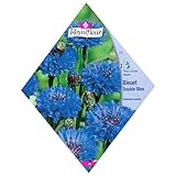 [春・秋まき　花タネ][フランス花の種]ヤグルマギク ダブルブルー 1袋 ノーブランド品