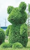 光の楽園 ベアー 288A420 光触媒加工なし