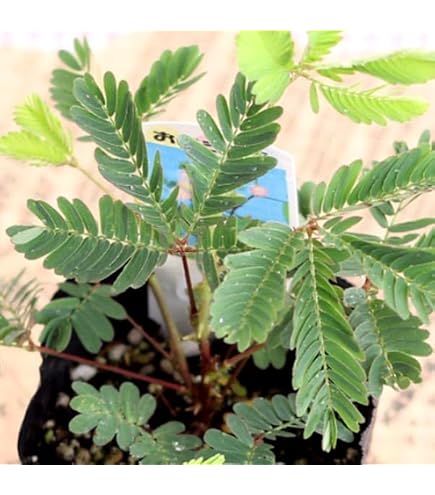 Amazon｜長野県産 あきたこまち 種もみ 種籾 20kg｜観葉植物 