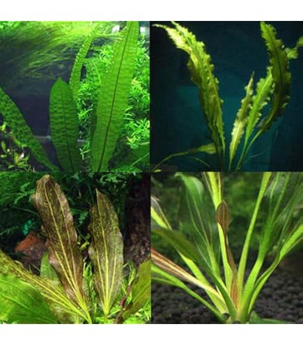 p*8様 ☆　エキノドルス ホレマニー ブロードリーフ　　★　水槽　水草 p*8様 ☆ エキノドルス ホレマニー ブロードリーフ ☆ 水槽 水草