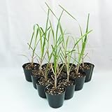 さとうきび苗10鉢セット