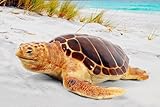 ＦＲＰ動物オブジェ　産卵場所を探すアカウミガメ / Loggerhead Turtle