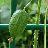 Firlar 親指スイカ ミニスイカの種 おいしいフルーツ種子 20種子