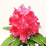 (株)赤塚植物園 スーパーローディー（シャクナゲ） 5号 レッドモナーク