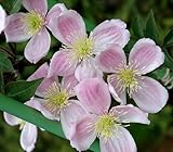 モンタナ系 クレマチス ゴーゼンバーグ 4.5号サイズポット苗