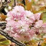 桜 苗木 麒麟（キリン）桜 12cmポット苗 さくら苗