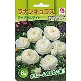 ラナンキュラス アーサーホワイト 6球