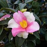 椿(ツバキ)の苗木 夢