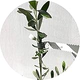 オリーブ 苗木 ルッカ 12cmポット苗 3年生苗 オリーブ 苗 オリーブの木