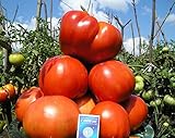 赤いトマト種子Sakharnyyギガント?≫シュガージャイアントウクライナ家宝NON-GMO
