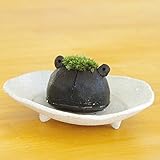 苔盆栽 モスモス モスカエル（黒・グレー系）・ 受け皿（白・ベージュ系）セット