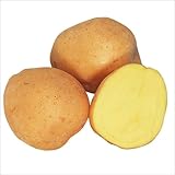 国華園　じゃがいも種芋　キタアカリ　10kg【※発送が国華園からの場合のみ正規品です】