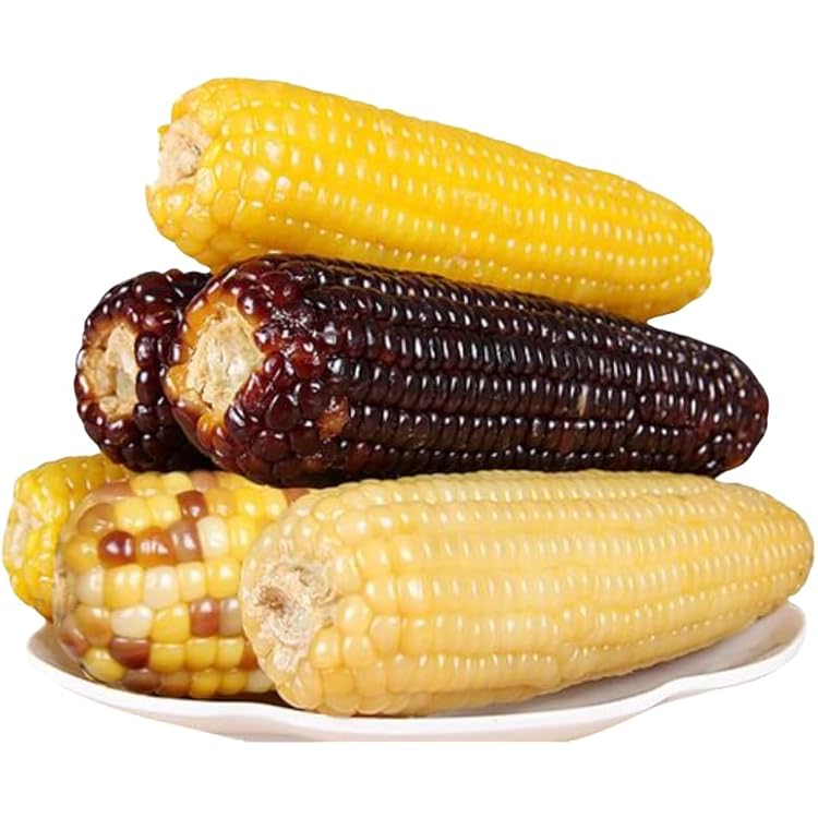 Amazon.co.jp: 【生友商事】 常温保存 真空 黄玉米 糯玉米 粘玉米 (1本