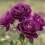 バラ苗 ミステリューズ 国産大苗ドリュオリジナル角鉢6号 返り咲き中輪 紫系 フレンチローズ（ドリュ）