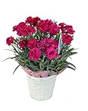 【産地直送】母の日カーネーション・紫 5号鉢バスケット・水分計つき