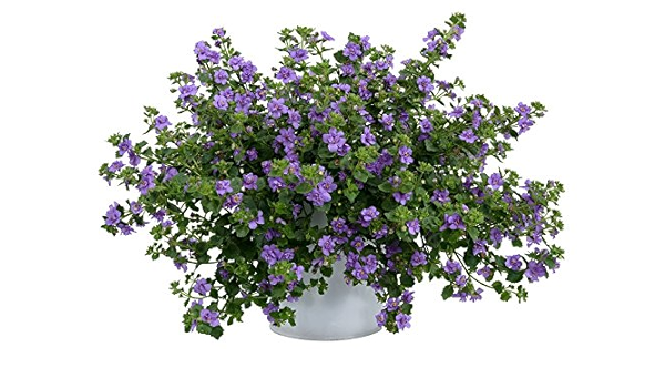 レッド系中華のおせち贈り物バコパ様専用ページ 植物 観葉植物 インテリア小物レッド系 23 933 Beta Extraslice Com